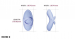 Svakom Echo 2 App-Controlled Flexible Vibrating Finger with Heating Function